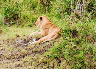 Lioness in Africa