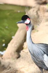 Fototapeta premium Aves e flamingos.