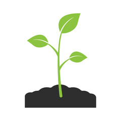 Green growing plant sprout. Young sprout with leaves vector icon isolated on white background. Vector illustration.