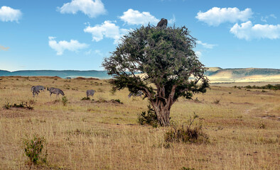 Obraz premium Landscape of Africa