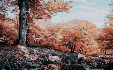 Tree in the autumn