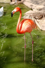 Aves e flamingos.
