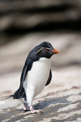 The Rockhopper Penguin (Eudyptes chrysocome)