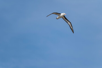 Fototapeta na wymiar The black-browed albatross (Thalassarche melanophris)