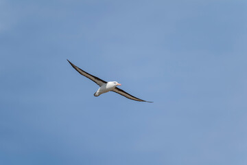 The black-browed albatross (Thalassarche melanophris)