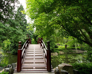 wooden bridge in the forest