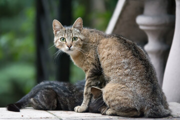 Alert cat mother breast feeding her kitten