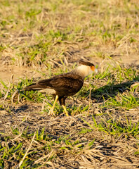 Gavião voando no campo, por busca de alimento.