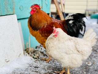 Close up of chickens with rooster walking in courtyard in wintertime.