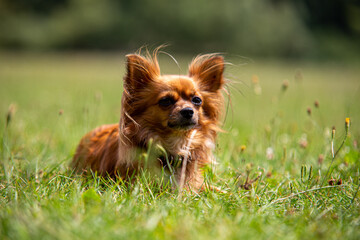 Langhaariger Chihuahua auf grüner Wiese