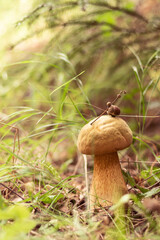 A golden mushroom grows in the forest among the green grass. There is a twig with an acorn on the hat. Wild forest