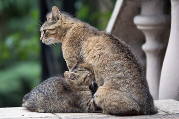 Naklejka na ściany i meble Cat mother breast feeding her kitten