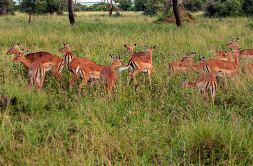 Antelopes in Africa