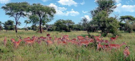 Antelopes in Africa