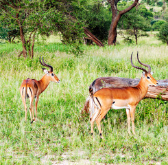 Antelopes in Africa