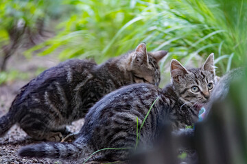 Striped kittens hidding in the garden