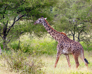 Giraffes in Africa