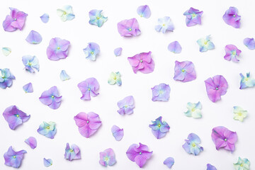 Flowers composition. Pink flowers hydrangea on white background. Creative flowering background. Pink flowers pattern. Top view, flat lay