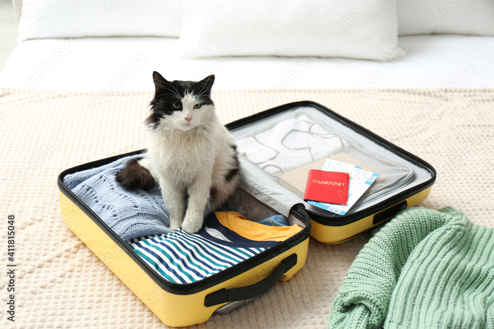 Poster cute cat sitting in suitcase with clothes and tickets on bed