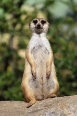 Fototapeta premium guarding a meerkat at the zoo 