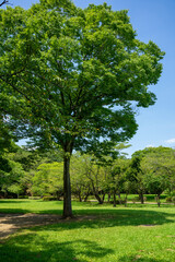 公園の新緑と青空