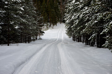 Forest in winter with snow and car tracks