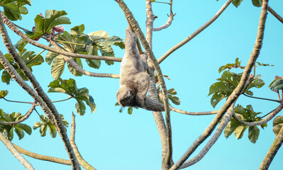 Fototapeta premium Folivora é uma subordem de mamíferos, da ordem Pilosa, cujas espécies são conhecidas popularmente por preguiça, bicho-preguiça.