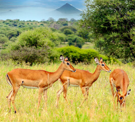 Naklejka na ściany i meble Impalas in Africa