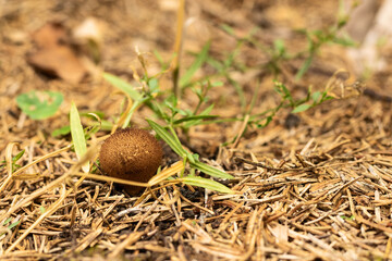 A small round mushroom raincoat grows out of the ground Copy space