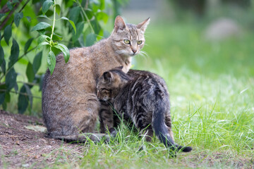 Mother cat with her kitten in the garden