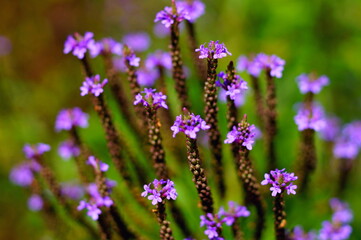 Beautiful blooming purple Verbena hastata, also know as purpletop or Argentinian vervain, tall verbena. Close up of violet verbena flower on green meadow. Wildflower in field on blurred background.