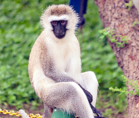 Baboons in Africa