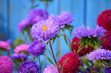 Violet Aster blooming in flower garden on old blue wooden fence background. Large purple aster growing in flower bed. Background with colorful aster flowers. Purple plant heads & leaves in garden.