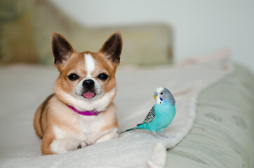 Close-up of a Chihuahua and parrot looking at the camera, isolated on white