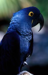 Hyacinth macaw
