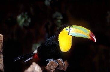 Keel-billed toucan