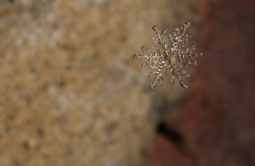 snowflake in macro floating down