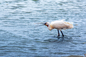 Spatule blanche - Platalea leucorodia - &agrave; la recherche de nourriture	