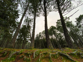 Beautiful sunrise with trees in the forest