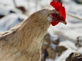 Close-up of a chicken walking in the yard in winter.