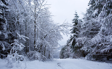 Winter landscape with white trees covered with snow .