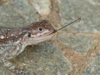 Agama eating an insect