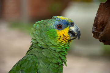 Parrots (Psittacidae)