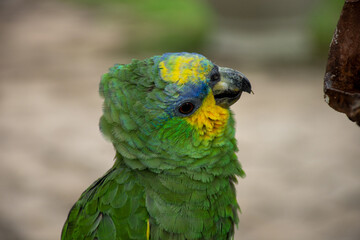Parrots (Psittacidae)