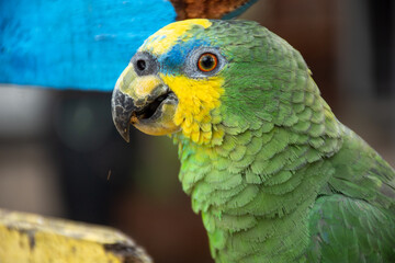 Parrots (Psittacidae)