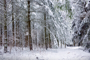 Winter landscape with trees covered with snow .