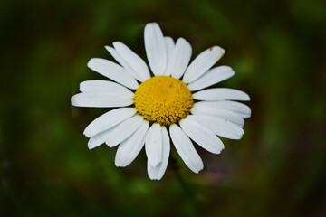 Obraz premium daisy flower