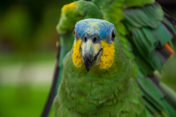 Parrots (Psittacidae)