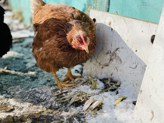 Close-up of a chicken walking in the yard in winter.