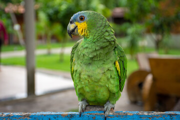 Parrots (Psittacidae)
